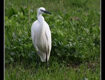 Aigrette garzette - Egretta garzetta