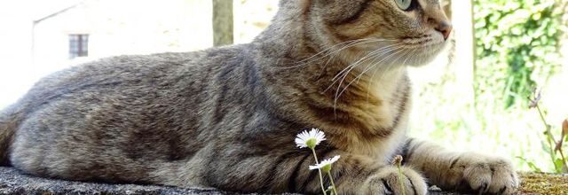 Dimanche c'est chat