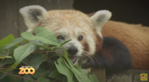 Une saison au Zoo