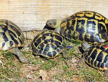 La Tortue d'Hermann #2