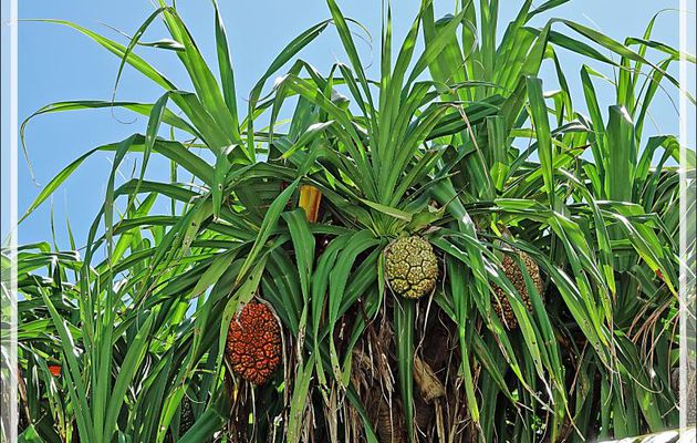 Vacoa (Pandanus utilis) - Moofushi - Atoll d'Ari - Maldives