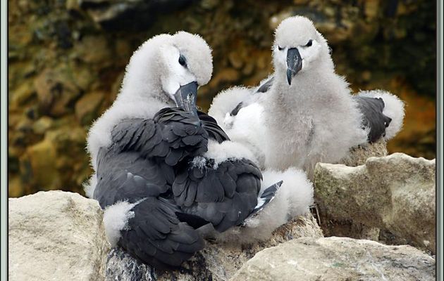 Albatros à sourcils noirs (Thalassarche melanophris) : ça le chatouille ou ça le gratouille ? - New Island - Falkland Islands, Iles Malouines, Islas Malvinas