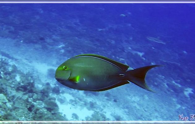 Chirurgien à queue blanche, Elongate surgeonfish or Pale surgeonfish (Acanthurus mata) - Passe Tumakohua (passe sud) - Atoll de Fakarava - Tuamotu - Polynésie française