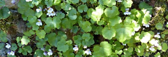 Cymbalaria muralis - linaire cymbalaire - ruine de Rome