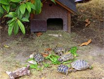 Les tortues d'Hermann