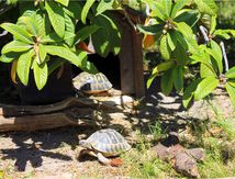 La vie de mes tortues