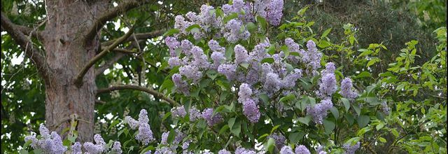 Rambouillet : Le Lilas