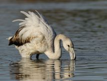 Flamant Rose 