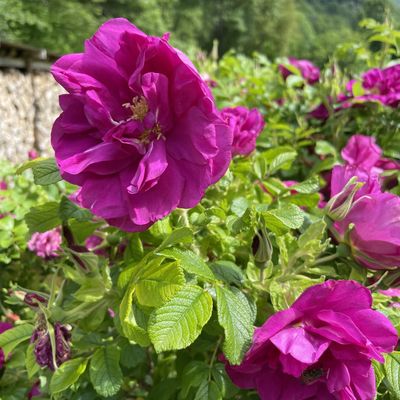 A propos de l'individualité