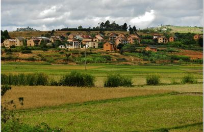 2014  LE THE DE  MADAGASCAR 