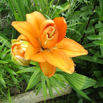 VOYAGE AU JARDIN 