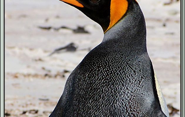 Animation .gif : Manchot Royal (Aptenodytes patagonicus) - Volunteer Point - Falkland Islands, Iles Malouines, Islas Malvinas