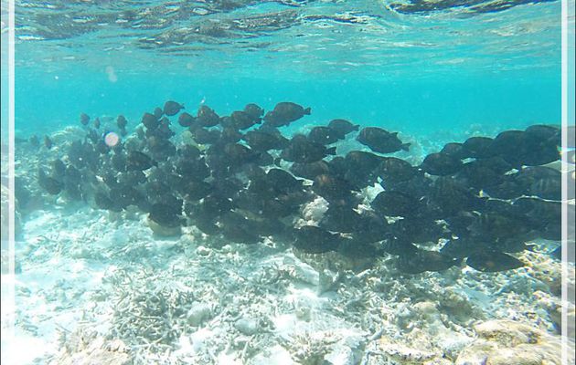 Snorkeling : Banc de Chirurgiens voiliers (Zebrasoma desjardinii) et de Chirurgiens à queue barrée (ou peut-être noirs à queue blanche) - Moofushi - Atoll d'Ari - Maldives