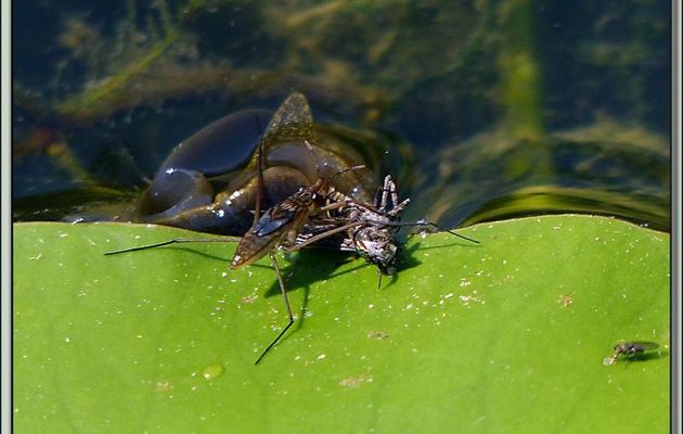 Une limnée (herbivore) voulait voler sa proie (un taon) à un gerris pas du tout d'accord ! - Lartigau - Milhas - 31
