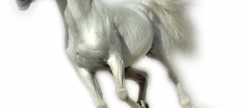 TUBES CHEVAUX, LICORNES, PEGASES page 1