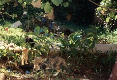 la famille chat - mère et frères et soeur de sheila