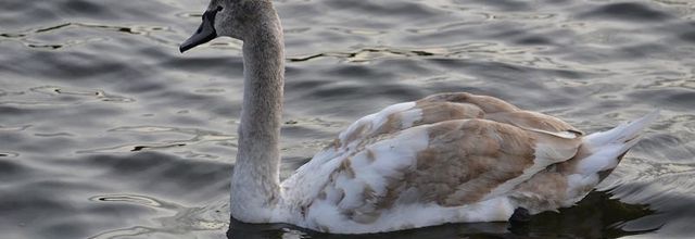 Parc du Château de Rambouillet : Jeune cygne tuberculé 