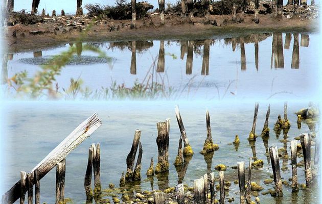 Reflets - Loix - Ile de Ré - 17