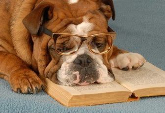 Une vie de chien !