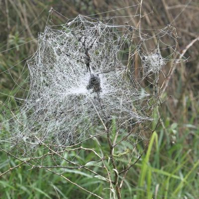 Un véritable sac de noeuds