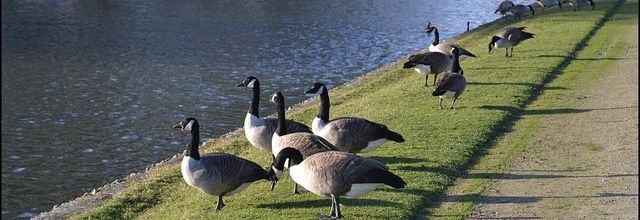 Rambouillet : Bernache du Canada