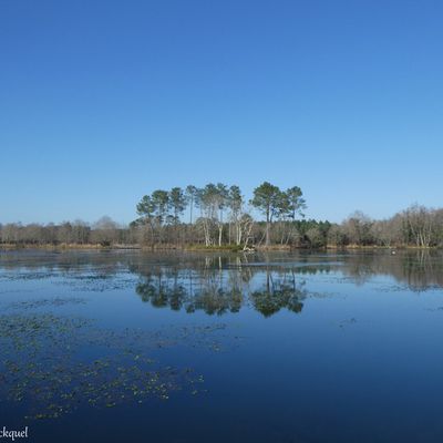 Une balade autour de l'Etang de la Glacière à ST VINCENT DE PAUL (40), le 17 janvier...