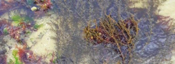   Basse mer (mars 2023)29N