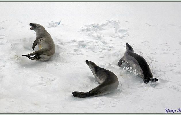 La journée du 22/02 s'achève en naviguant direction de Siple Island. Toujours dans une atmosphère brumeuse, nous observons encore des phoques, puis, en retrouvant les eaux libres, des icebergs