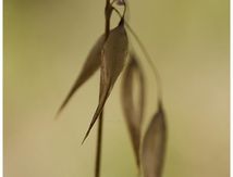Epillet d'Avoine (Folle-avoine)