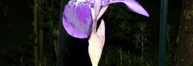 La beauté des iris et le parfum du lilas