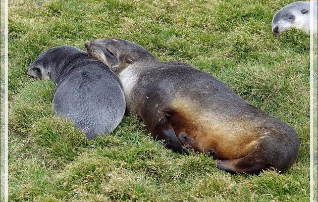 Bébés otaries apparemment très gentils, mais dont on doit se méfier - Whistle Cove - Fortuna Bay - Géorgie du Sud