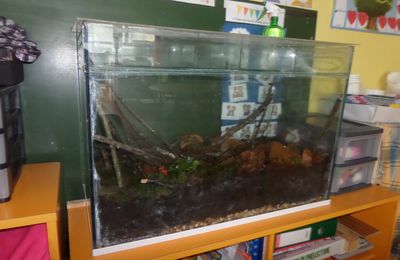 Mise en place d'un vivarium