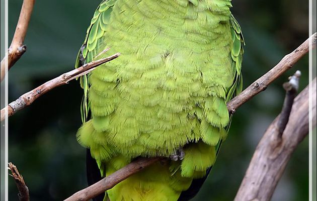 Amazone à joues bleues, Red-tailed Amazon (Amazona brasiliensis) - Parque das Aves - Foz do Iguaçu - Brésil