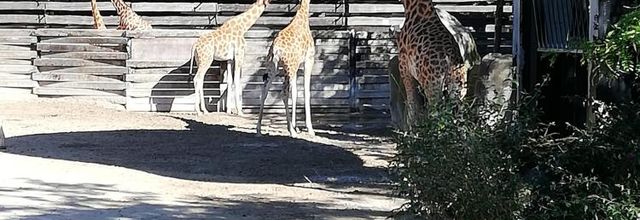 zoo de vincennes - les girafes et la grue royale