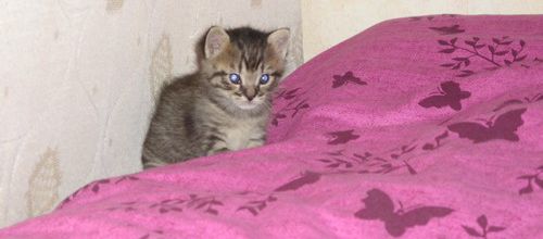 Le chaton