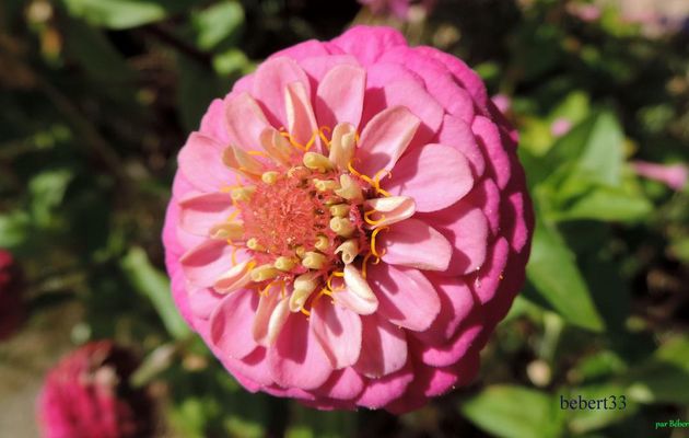 des fleurs pour vous !