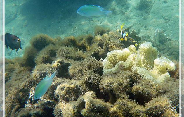 Poisson-clown de Clark, Yellowtail clownfish, Clark's anemonefish (Amphiprion clarkii) sur Anémone de Haddon, Anémone-tapis, Haddon's sea anemone (Stichodactyla haddoni) - Nosy Sakatia - Madagascar