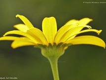 Panaché ensoleillé