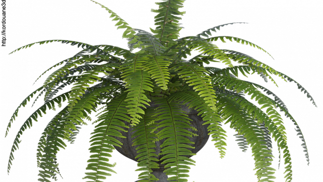 Tube de vasque avec nephrolis (render, png)