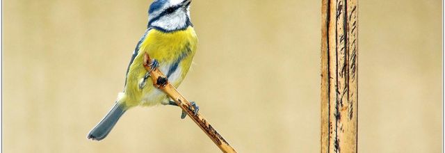 Mésange Bleue (5) - Cyanistes caeruleus