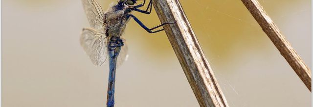 Orthétrum Réticulé (1) - Orthetrum cancellatum / Mâle