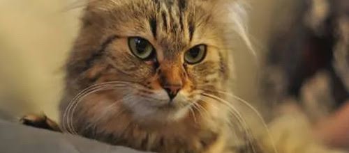 Comment nettoyer les oreilles d'un chat ?