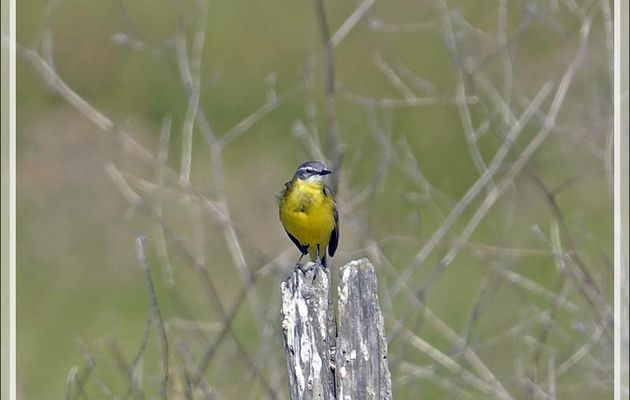 Bergeronnette printanière, Western Yellow Wagtail (Motacilla flava) - Les Portes-en-Ré - Ile de Ré - 17