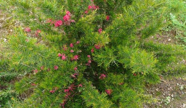 Grevillea Juniperina "Arbuste Persistant"