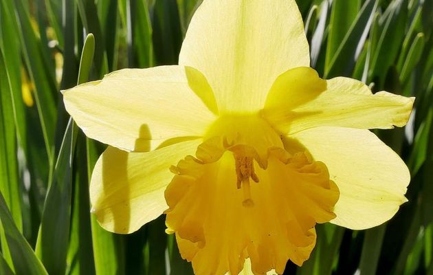 Le 10 avril 2022 : Jonquilles et Pâquerettes