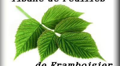 Tisane de Feuilles de Framboisier