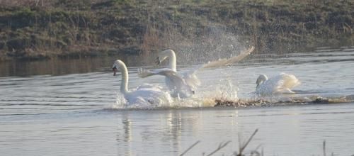 ... le lac des cygnes...