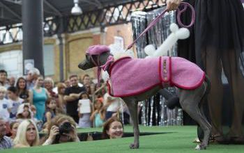 mode fashion dog london