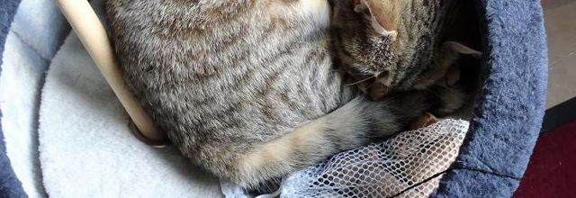 Dimanche c'est chat