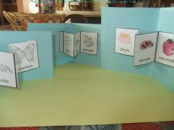 Les cycles de vie du papillon, de la grenouille et de la coccinelle